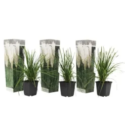Pampasgräs - Set om 3 - Cortaderia selloana - Höjd 25-40cm - ⌀9cm