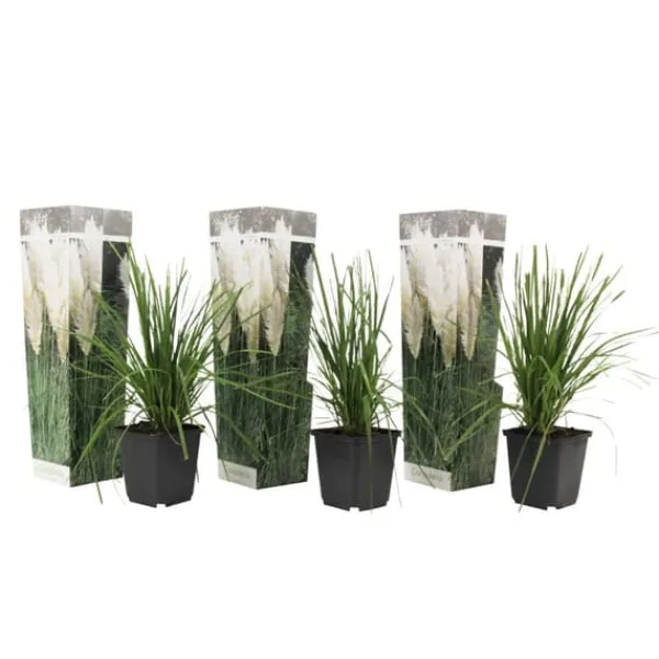 Pampasgräs - Set om 3 - Cortaderia selloana - Höjd 25-40cm - ⌀9cm