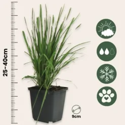 New Pampasgräs - Set om 3 - Cortaderia selloana - Höjd 25-40cm - ⌀9cm Trädgårdsväxter