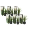 Clearance Pampasgräs - Set om 6 - Cortaderia selloana - Höjd 25-40cm - ⌀9cm Trädgårdsväxter