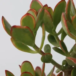 Paradisträd - Crassula ovata 'Sunset' - Höjd 55-60cm - ⌀30cm