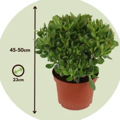 Paradisträd - Crassula ovata 'Minor' - Höjd 45-50cm - ⌀23cm