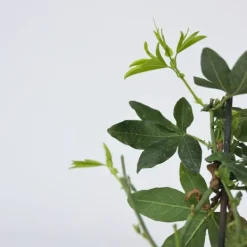 Outlet Passionsblomma - Set om 3 - Passiflora edulis 'Frederick' - Höjd 25-40cm - ⌀9cm Krukväxter Inomhus