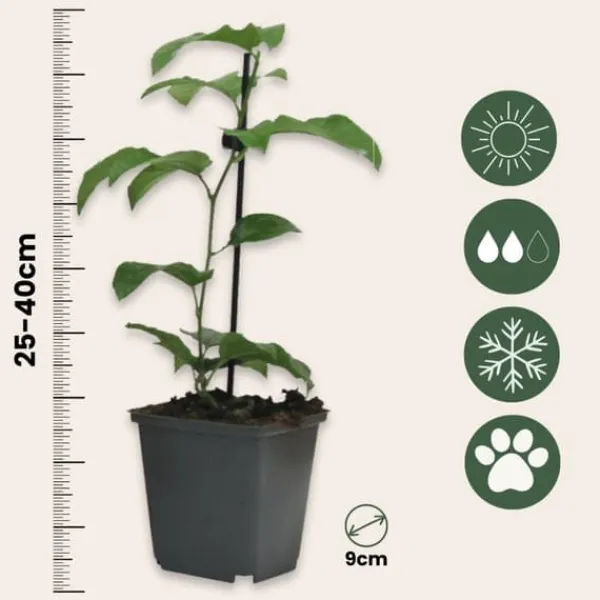 Online Passionsblomma - Set om 6 - Passiflora edulis 'Frederick' - Höjd 25-40cm - ⌀9cm Trädgårdsväxter