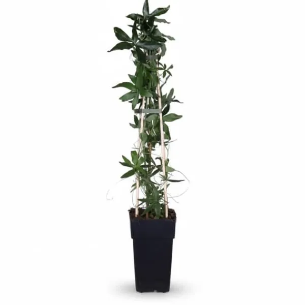New Passionsblomma (Passiflora caerulea) Ø15 cm, Höjd ca 65 cm Krukväxter Inomhus