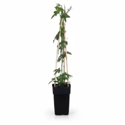 Passionsblomma 'Purple Haze' 4-pack Kruka Ø15cm Höjd ca 65cm