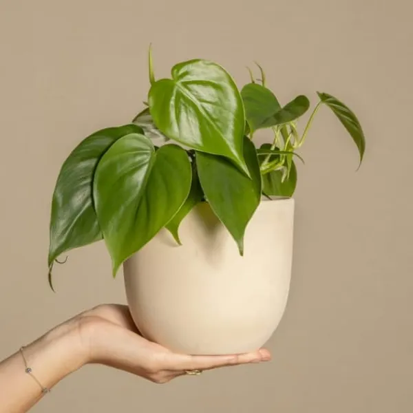Peperomias - Set om 4 - Peperomia polybotrya - Höjd 20-30cm - ⌀12cm Krukväxter Inomhus