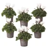 Hot Persiskt cyklamen - Set om 6 - Cyclamen persicum 'White' - Höjd 10-20cm - ⌀9cm Krukväxter Inomhus