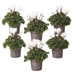 Hot Persiskt cyklamen - Set om 6 - Cyclamen persicum 'White' - Höjd 10-20cm - ⌀9cm Krukväxter Inomhus