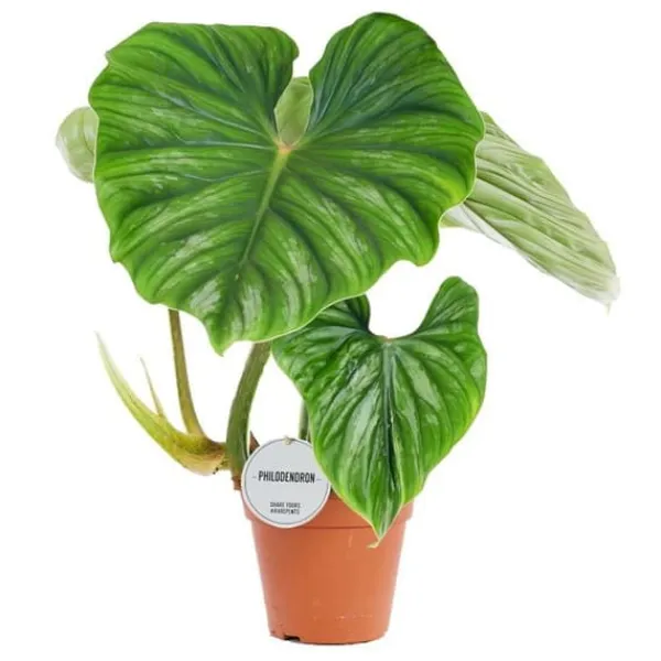 Philodendron plowmanii - silver tree's friend - 15cm kruka - sällsynthet