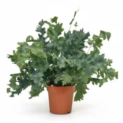 Phlebodium Davana Ormbunke i Kruka Ø12 cm, Höjd ca 35 cm
