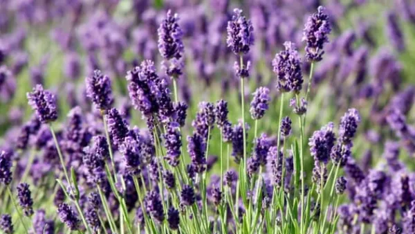 PLANTON L flerkomponentsgödsel för lavendel 200g Gödningsmedel
