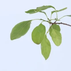 Plommonträd - Prunus domestica 'Opal' - Höjd 90-100cm - ⌀21cm