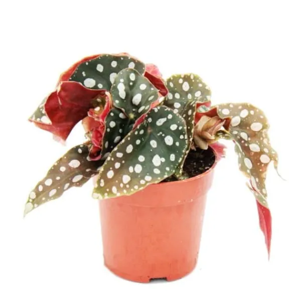 Polka-Dot Begonia - Mini - Öring Begonia - Begonia maculata wightii - 7cm