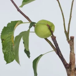 Sale Äppelträd - Set om 2 - Malus - Höjd 60-70cm - ⌀17cm Träd