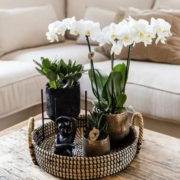 Hot Presentset orkidé 'Copper XL' - Phalaenopsis - Höjd 35cm Krukväxter Inomhus