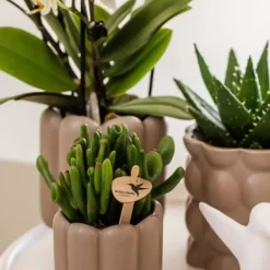 Hot Presentset orkidé 'White Tray XL' - Phalaenopsis - Höjd 35cm Krukväxter Inomhus