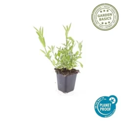 Prydnads verbena - Verbena bonariensis - Kruka 9cm - Set med 12 plantor