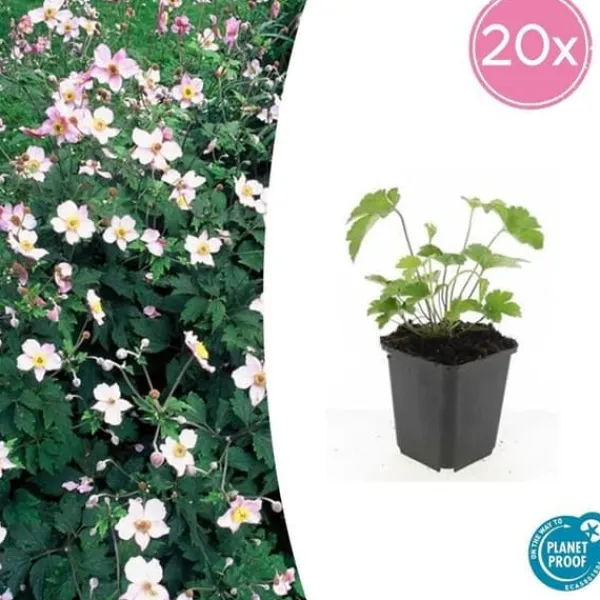 Prydnadsbuske - Höstanemon - Anemone tomentosa 'Robustissima' - kruka 9cm - Set med 20 växter