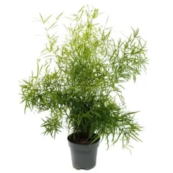 Discount Prydsparris - falksparris - Asperge falcatus - grön växt lättskött - kruka 17cm Krukväxter Inomhus