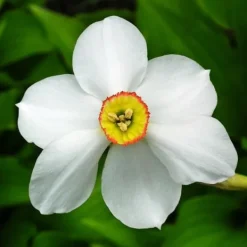 New Påsklilja - Set om 30 - Narcissus 'Recurvus' - Blomlökar - Vit Fröer & Lökar