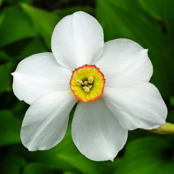 New Påsklilja - Set om 30 - Narcissus 'Recurvus' - Blomlökar - Vit Fröer & Lökar