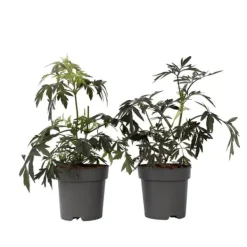 New Purpurfläder - Set om 2 - Sambucus nigra 'Black Lace' - Höjd 25-40cm - ⌀17cm Buskar