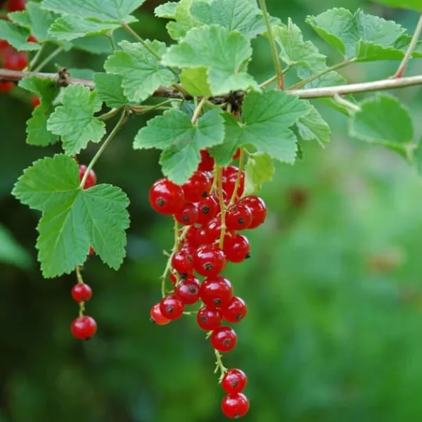 Outlet Röda vinbär - Set om 3 - Ribes rubrum - Höjd 25-40cm - ⌀9cm Buskar
