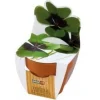 Online RÄDISOR OCH NATURA - 4-blad klöver kit Kit För Växt- & Örtplantering