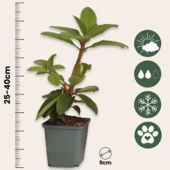 New Rhodondendron buske - Set om 6 - Rhododendron catawbiense - Höjd 25-40cm - ⌀9cm Buskar