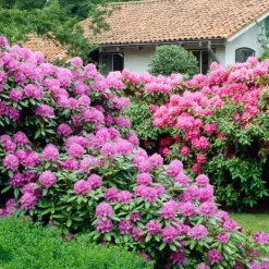 New Rhodondendron buske - Set om 6 - Rhododendron catawbiense - Höjd 25-40cm - ⌀9cm Buskar