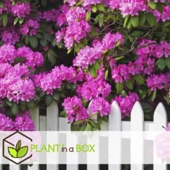 New Rhodondendron buske - Set om 6 - Rhododendron catawbiense - Höjd 25-40cm - ⌀9cm Buskar