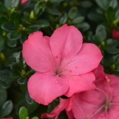 Best Rhodondendron buske - Set om 4 - Rhod. azalea 'Anouk' - Höjd 25-40cm - ⌀17cm Buskar