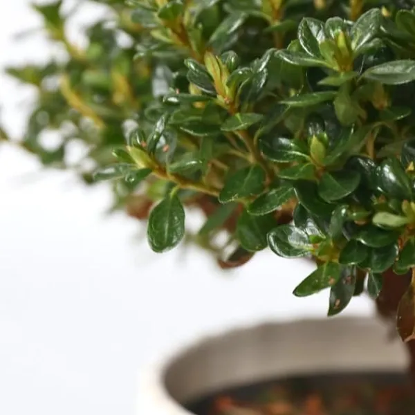 Best Rhodondendron buske - Set om 4 - Rhod. azalea 'Anouk' - Höjd 25-40cm - ⌀17cm Buskar
