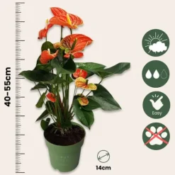 Rosenkalla - Anthurium 'Madural Orange' - Höjd 55-70cm - ø17cm