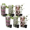 Rosenmagnolia - Set om 6 - Magnolia - Höjd 25-40cm - ⌀9cm