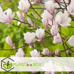 Hot Rosenmagnolia - Set om 3 - Magnolia 'Soulangea' - Höjd 25-40cm - ⌀9cm Trädgårdsväxter