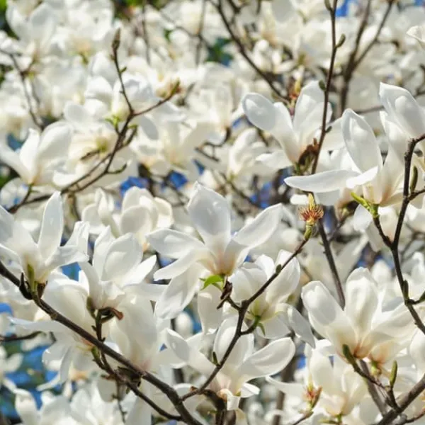 Rosenmagnolia - Set om 3 - Magnolia 'Stellata' - Höjd 25-40cm - ⌀9cm