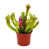Discount Rörformig växt - Sarracenia "Fiona" - Köttätande växt - kruka 9cm Krukväxter Inomhus