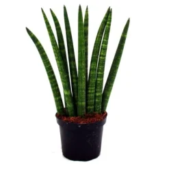 Sansevieria cylindrica - Elegant uppsättning av 3 i en kruka på 9 cm - hampasnöre, vacker modersmål