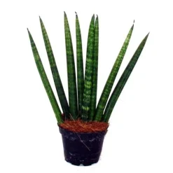 Sansevieria cylindrica - Elegant uppsättning av 3 i en kruka på 9 cm - hampasnöre, vacker modersmål