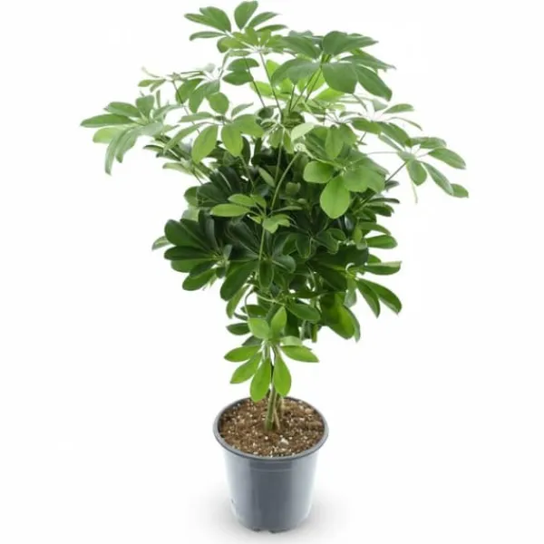 Clearance Schefflera Compacta Krukväxt - Ø21 cm - 75 cm Hög Krukväxter Inomhus