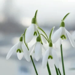 Sale Snödroppe - Set om 50 - Galanthus elwesii - Blomlökar - Vit Fröer & Lökar
