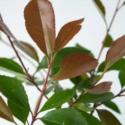Snittmispel - Set om 6 - Photinia fraseri 'Red Robin' - Höjd 30-40cm - ⌀17cm