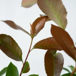 Snittmispel - Set om 4 - Photinia fraseri 'Red Robin' - Höjd 30-40cm - ⌀17cm Trädgårdsväxter