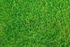 Sportgräs 1 kg förtjockande gräsfrön resistenta mot nedtrampning 40 m²