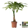 Online Strandkastanj - Pachira aquatica - Höjd 60-70cm - ⌀17cm Krukväxter Inomhus