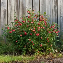 Superfrukt - Set om 3 - Actinidia, Vaccinium - Höjd 25-40cm - ⌀9cm