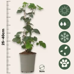 Outlet Svarta vinbär - Set om 3 - Ribes Nigrum - Höjd 25-40cm - ⌀9cm Buskar