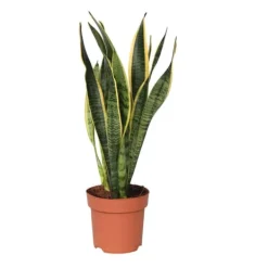 Discount Svärmorstunga - Sansevieria trifasciata Laurentii - Höjd 40-50cm - ⌀14cm Krukväxter Inomhus